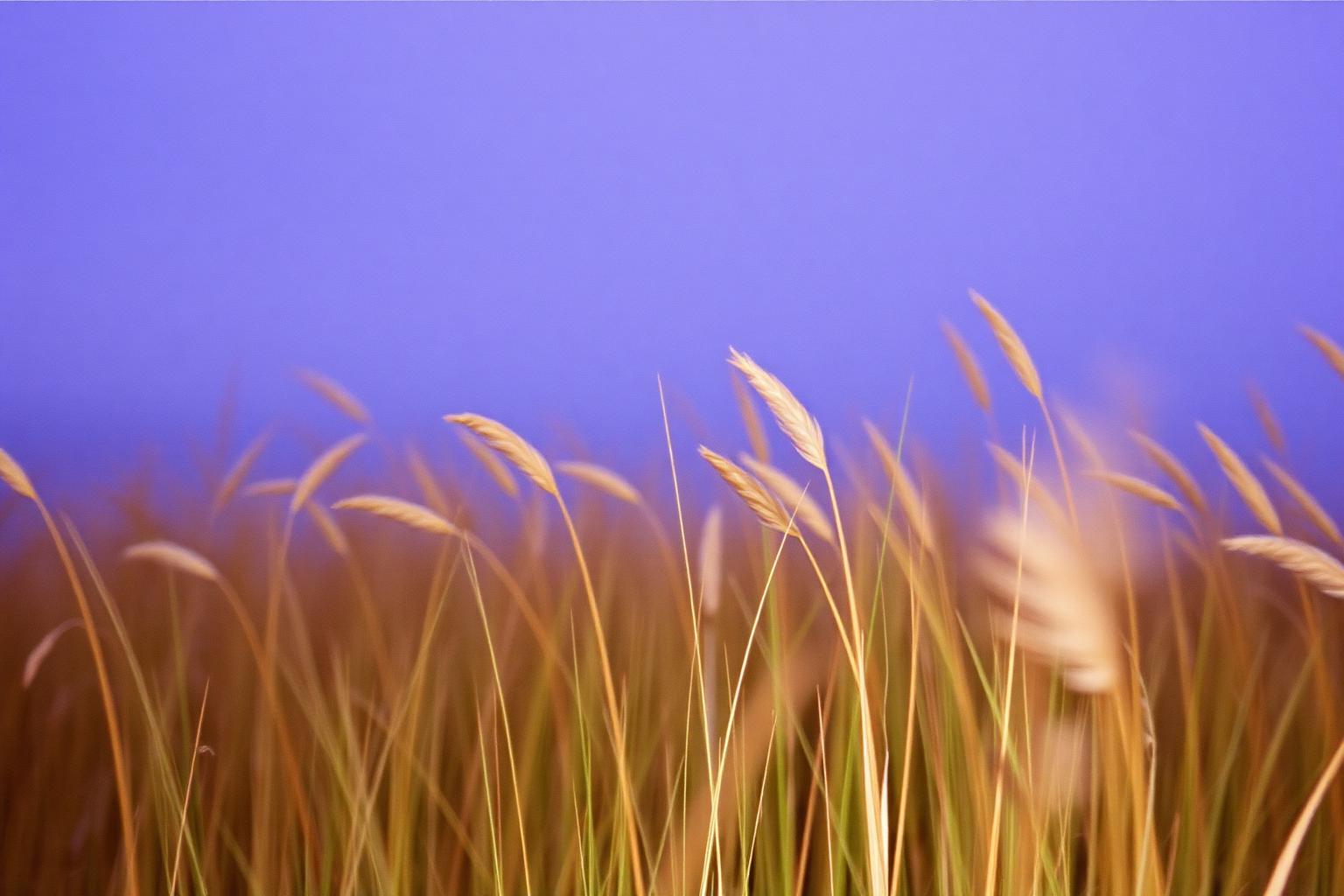 Wind moving through tall grass at dusk, blurred with motion, restless and alive.