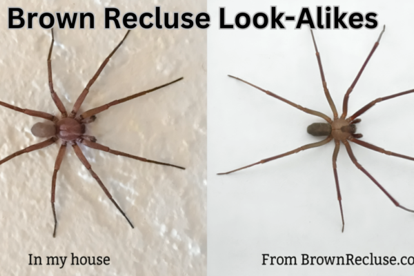 Brown Recluse Look-Alikes