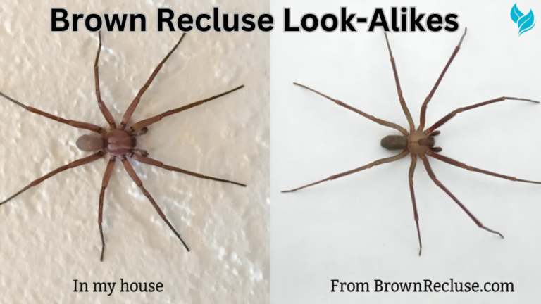 Brown Recluse Look-Alikes Identifying and Understanding Spiders That Resemble the Brown Recluse