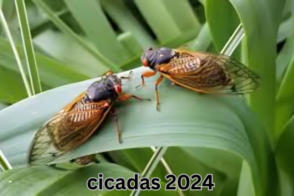 cicadas 2024