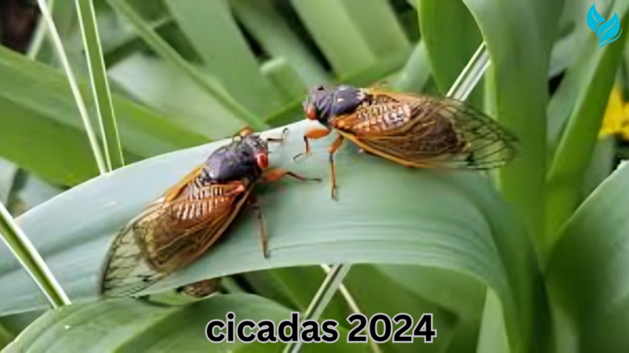 cicadas 2024