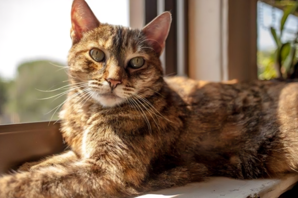 Torbie Cat