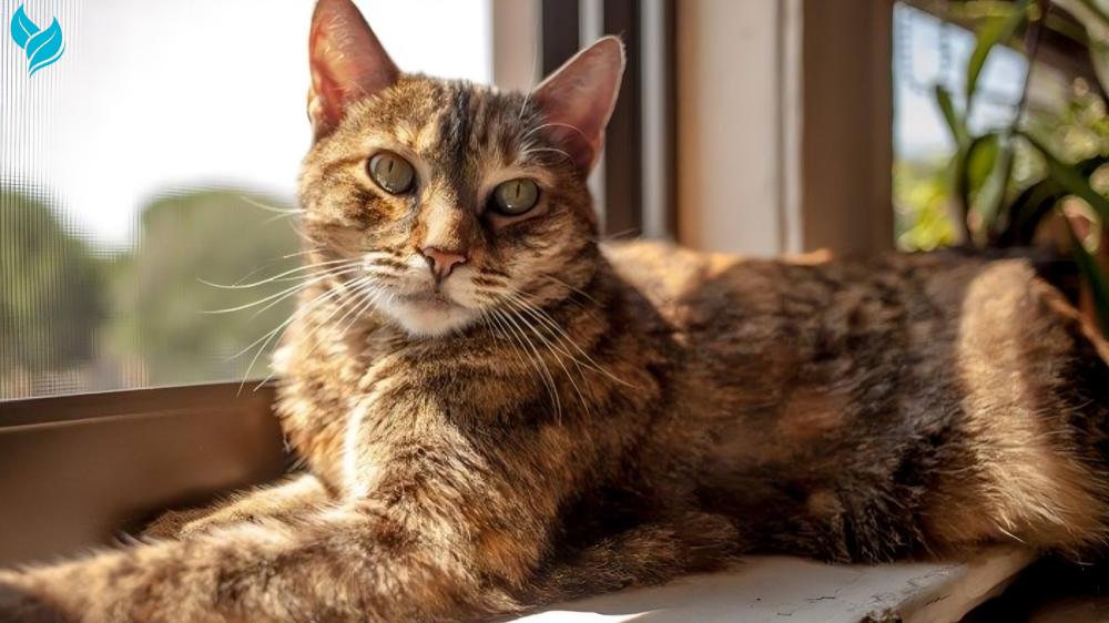 Torbie Cat